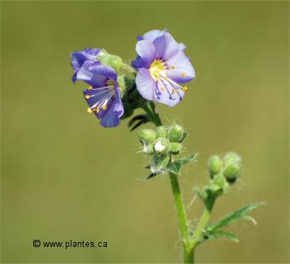 Photo des fleurs de Val�riane grecque - Polemonium caeruleum