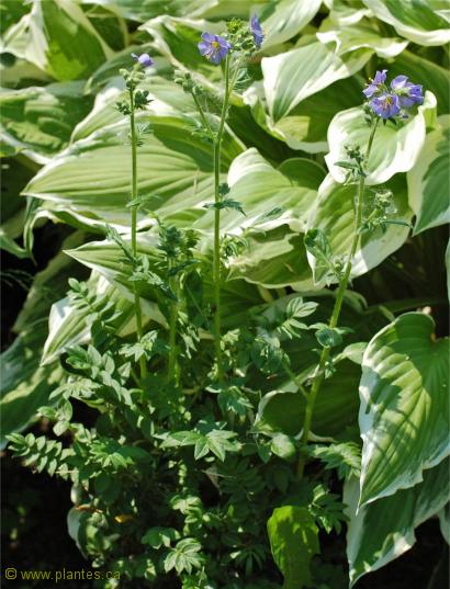 Photo de Val�riane grecque - Polemonium caeruleum