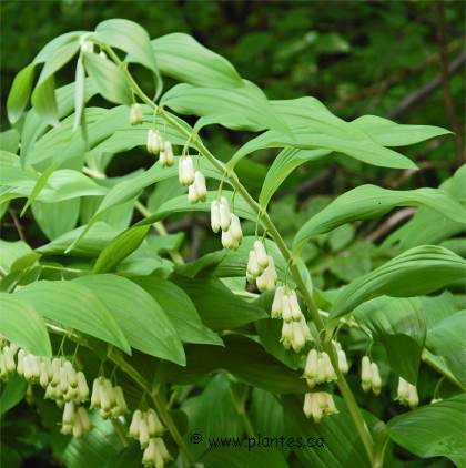 Photo de Sceau de Salomon odorant - Polygonatum odoratum