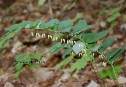 Photo de Sceau de Salomon pubescent - Polygonatum pubescens