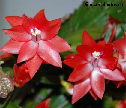 Photo de fleurs de cactus de no�l - Schlumbergera x buckleyi