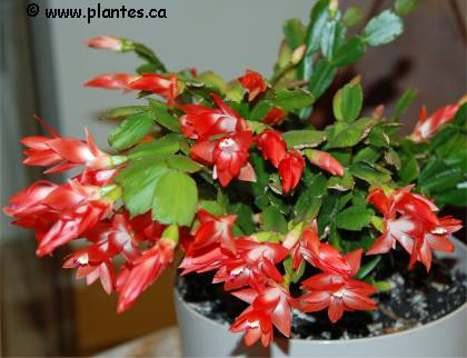 Photo de Cactus de no�l - Schlumbergera x buckleyi