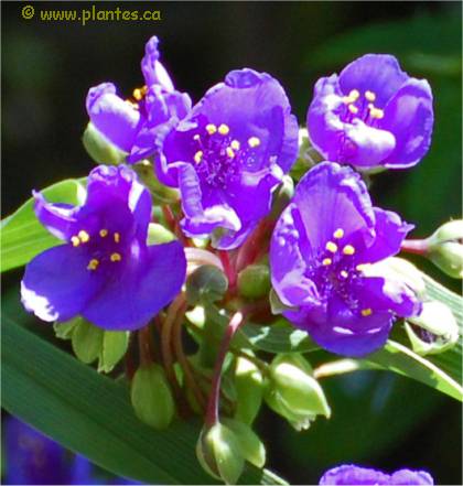 Photo de fleurs d'�ph�m�res - Tradescantia x andersoniana