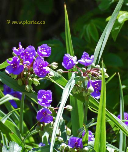 Photo d'�ph�m�res - Tradescantia x andersoniana