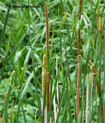 Photo de Massette � feuilles �troites - Typha angustifolia