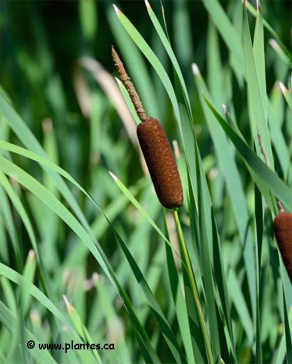 Photo de Quenouille � feuilles larges - Typha latifolia
