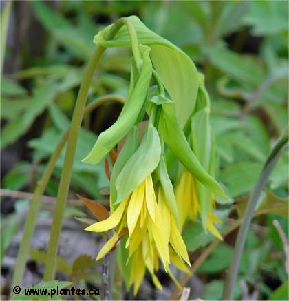Photo d'Uvulaire � grandes fleurs - Uvularia grandiflora