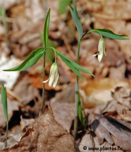 Photo d'Uvulaire � feuilles sessiles - Uvularia sessilifolia