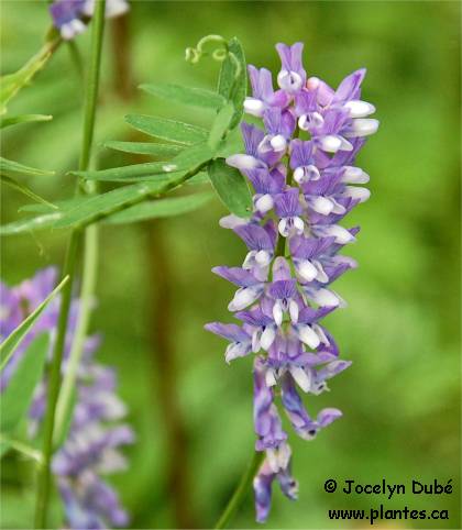 Photo de Vesce Jargeau - Vicia cracca