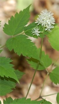 Photo de fleurs d'act�e blanche - Actaea alba