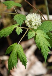 Photo des fleurs d'act�e rouge - Actaea rubra