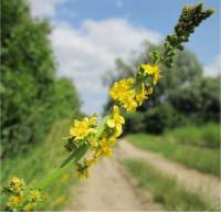 Aigremoine eupatoire - Agrimonia eupatoria