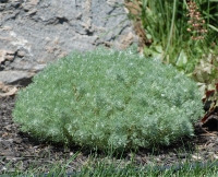 Photo d'armoise - Artemisia schmidtiana