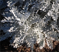 Photo d'absinthe des rivages - Artemisia stelleriana