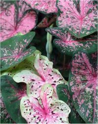 Photo de feuilles de Caladium x hybridum