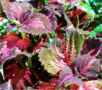 Coleus blumei - Photo de feuillage de Col�us