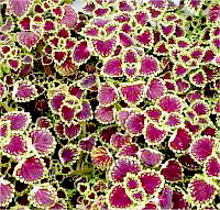 Coleus lava - Photo de Col�us