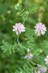 Photo de coronille bicolore - Coronilla varia