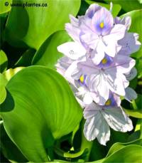 Photo de Jacinthe d'eau - Eichhornia crassipes