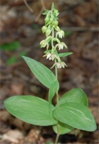 Photo d'�pipactis petit-hellebore - Epipactis helleborine