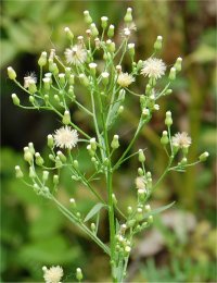 Photo de vergerette du Canada - Erigeron canadensis