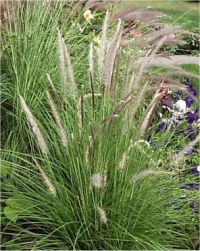 Pennisetum setaceum - Photo de pennisetum