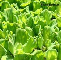 Photo de Laitue d'eau - Pistia stratiotes