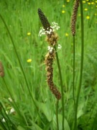 Photo de plantain � feuilles lanc�ol�es - Plantago lanceolata