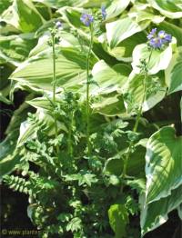 Photo de Val�riane grecque - Polemonium caeruleum