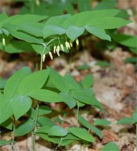 Photo d'herbe aux panaris - Polygonatum pubescens