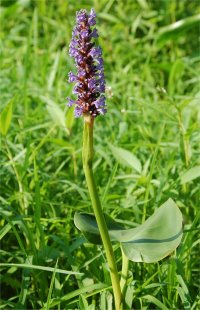Photo de fleurs de pont�d�rie - Pontederia cordata
