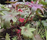 Ricinus communis - Photo de Ricin