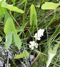 Photo de sagittaire � larges feuilles