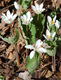 Photo de sanguinaires du Canada - Sanguinaria canadensis