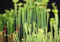 Photo de Sarrac�ne � fleurs jaunes - Sarracenia flava