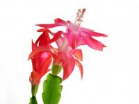 Phot de cactus crabe - Sclumbergera bridgesii