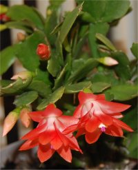 Photo de cactus de no�l - Schlumbergera hybride