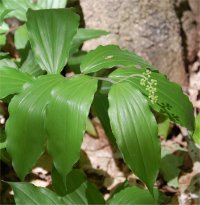 Photo de smilacine � grappes - Smilacina racemosa