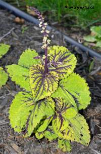Solenostemon scutellarioides Dragon sunset - Image de Col�us