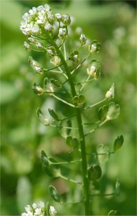 Photo de fleurs et fruits de tabouret des champs - Thlaspi arvense