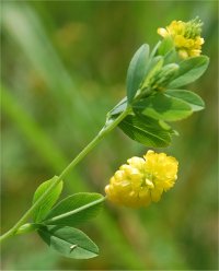 Photo de tr�fle jaune - Trifolium agrarium