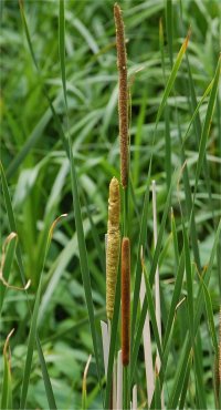 Photo de quenouille - Typha angustifolia