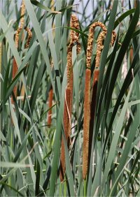 Photo de massette - Typha latifolia