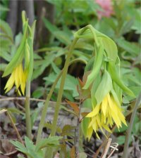 Photo d'uvulaire � grandes fleurs - Uvularia grandiflora