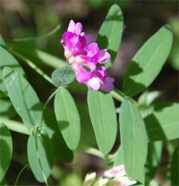 Photo de vesce d'Am�rique - Vicia americana