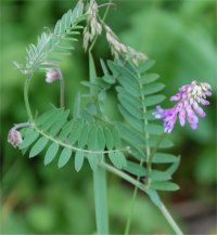 Photo de vesce sauvage - Vicia cracca