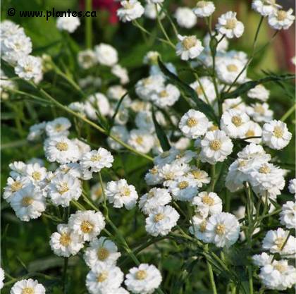 Photo d'achill�e ptarmique - Achillea ptarmica 'The pearl'