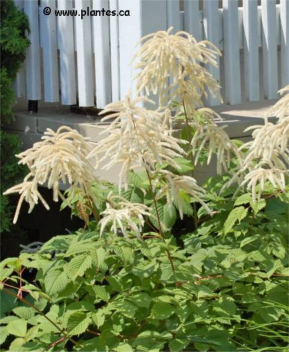Photo de Barbe de bouc - Aruncus dioicus