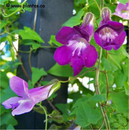 Photo d'Asarine grimpante - Asarina scandens