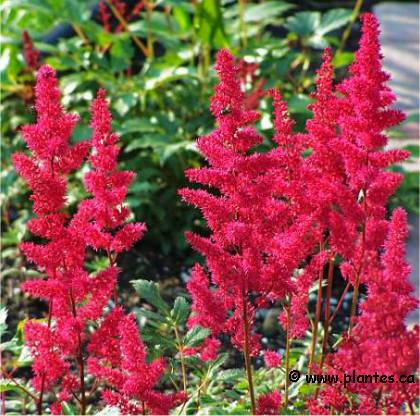 Photo d'Astilbe Fanal - Astilbe arendsii 'Fanal'